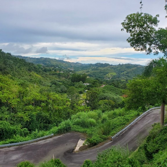 View of lush trees along a roadside in Puerto Rico